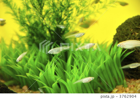 メダカ 3762904