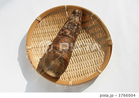 たけのこ芋 たけのこ芋 3766004