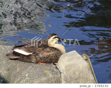 カルガモ 3769230