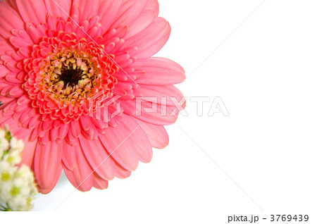 ピンクのガーベラ ピンクのガーベラ 3769439