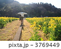 3769449