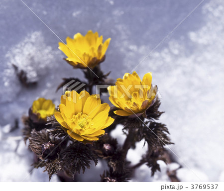 雪の中の福寿草 3769537