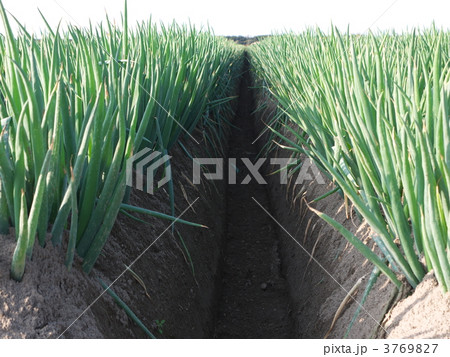 白ねぎ畑 3769827