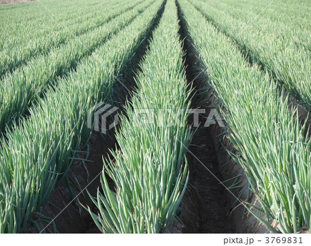白ねぎ畑 3769831