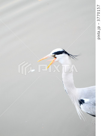 威嚇か捕食か口をあけたシラサギ 3770157