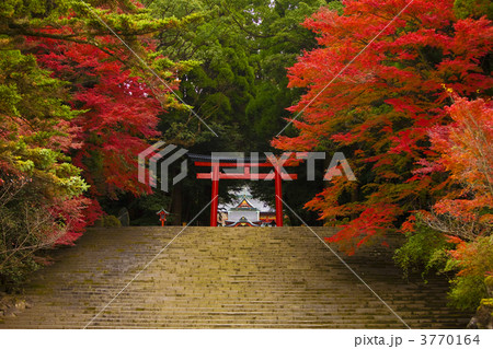 霧島神宮の紅葉 3770164