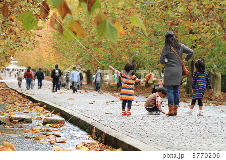 万博公園プラタナス紅葉 3770206