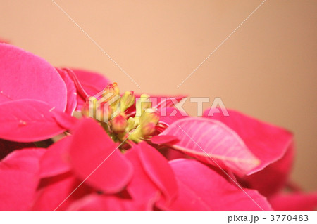 ローズピンクのポインセチア 3770483