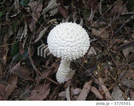 白いキノコ 3770501