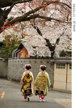 京都 上七軒の舞妓 京都 上七軒の舞妓 3770566
