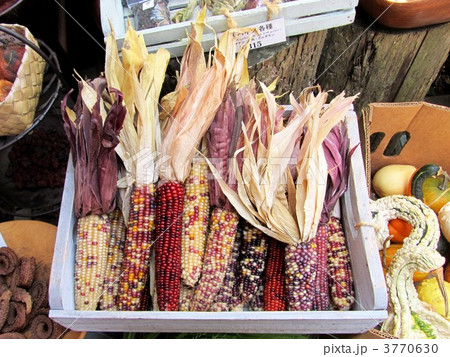 とうもろこし 3770630