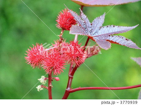 トウゴマの実 トウゴマの実 3770939