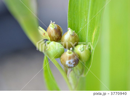 ジュズダマ 3770940