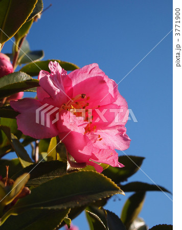 山茶花の園芸品種『寒椿』 3771900