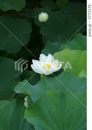 古代蓮 古代蓮 3772576