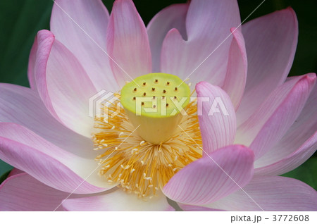 古代蓮 古代蓮 3772608