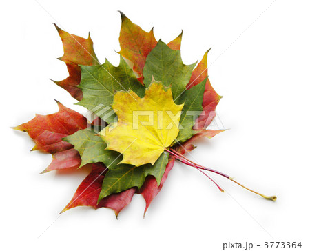 three red yellow green maple leaves on white three red yellow green maple leaves on white 3773364