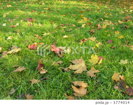 autumn maple leaves on green grass autumn maple leaves on green grass 3774014