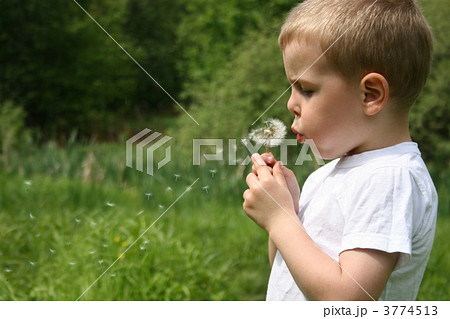 Boy and dandelion. 3774513