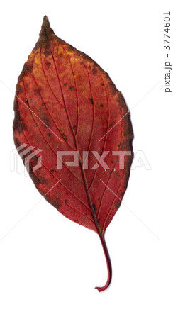 autumnal leaf autumnal leaf 3774601