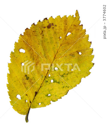 yellow autumnal leaf yellow autumnal leaf 3774602