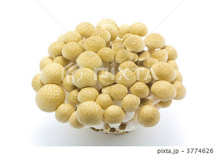 しめじ しめじ 3774626