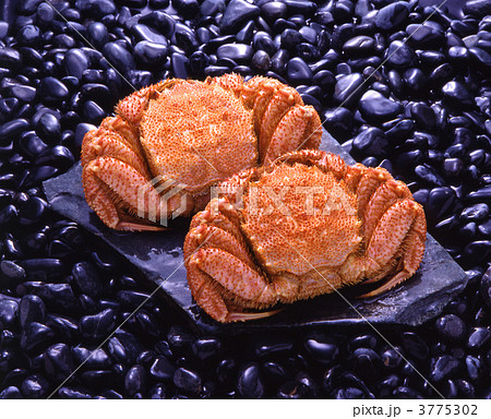 毛がに　ニハイ 3775302