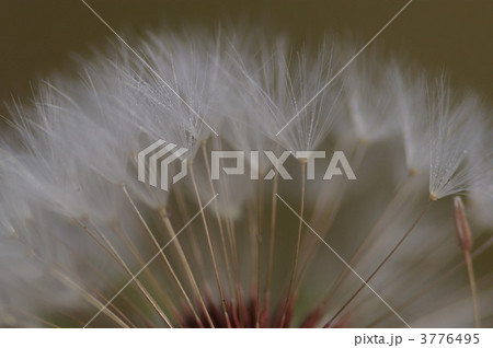 タンポポの綿毛（マクロ） 3776495
