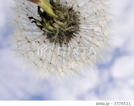 下から見上げるタンポポの綿毛 下から見上げるタンポポの綿毛 3776511