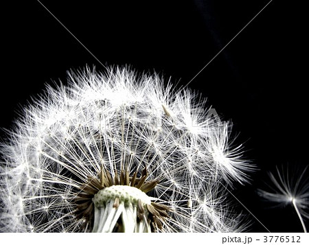 黒地に白く輝くタンポポの綿毛 3776512