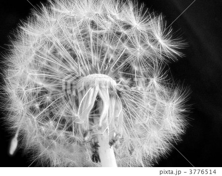 黒地に幻想的なタンポポの綿毛（モノクロ） 3776514