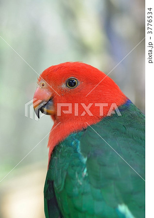 キンショウジョウインコのオス 3776534