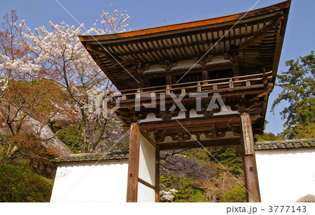 長岳寺　鐘楼門と桜（奈良県天理市） 3777143