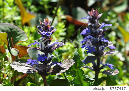 ジュウニヒトエ 3777417