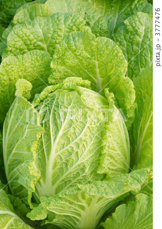 白菜 3777476