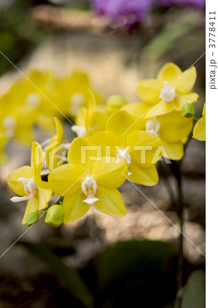 胡蝶蘭 胡蝶蘭 3778411