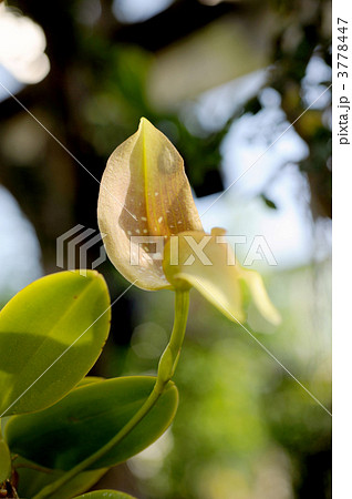 バルボフィラム　グランディフロラム 3778447