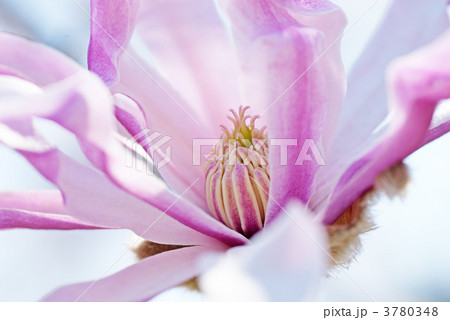 花芯(ヒメシデコブシ) 花芯(ヒメシデコブシ) 3780348