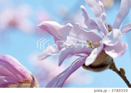 ヒメシデコブシの花 3780350