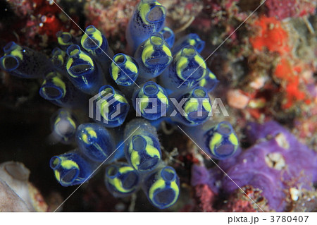 みんなでアハハ みんなでアハハ 3780407