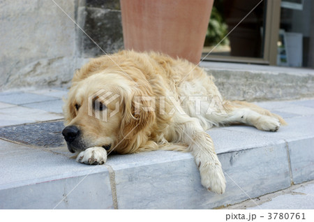くつろぐ犬 3780761