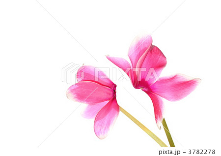 ピンクに白覆輪のシクラメン 3782278