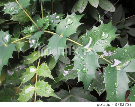 雨粒の乗るヒイラギナンテンの葉 3782758