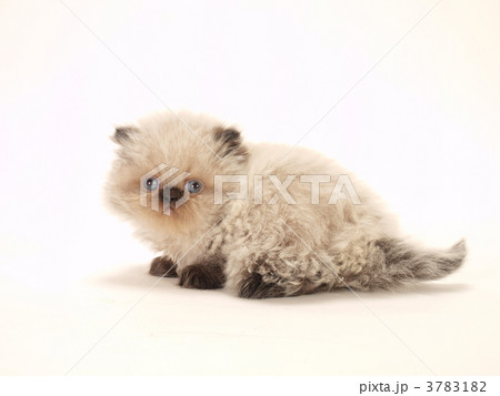 振り向いたヒマラヤンの子猫 振り向いたヒマラヤンの子猫 3783182