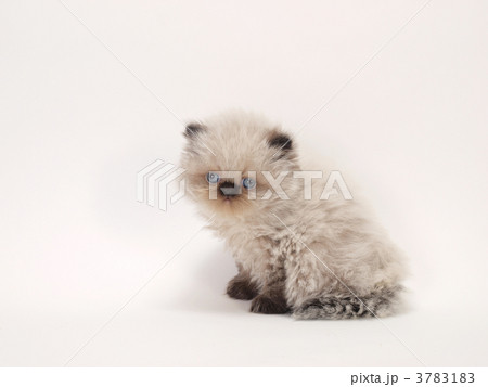 ヒマラヤンの子猫 3783183
