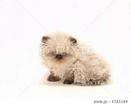 ヒマラヤンの子猫 ヒマラヤンの子猫 3783184