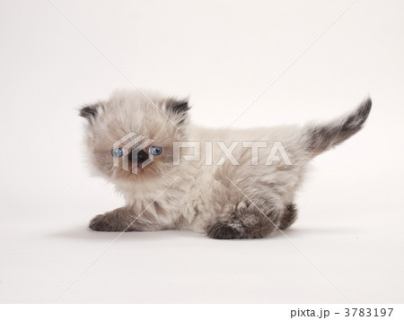 ヒマラヤンの子猫 3783197