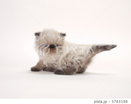 ヒマラヤンの子猫 ヒマラヤンの子猫 3783198