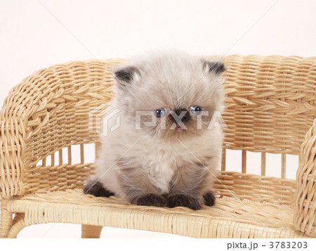 籐の椅子にのったヒマラヤンの子猫 3783203