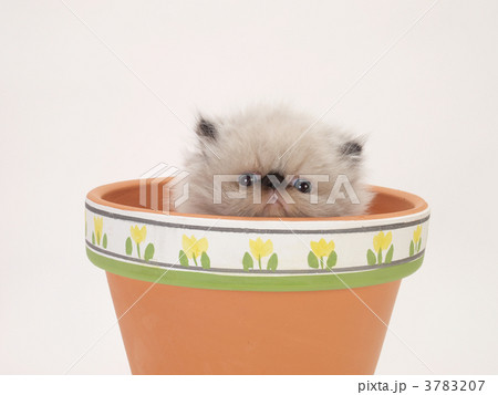 鉢に入ったヒマラヤンの子猫 鉢に入ったヒマラヤンの子猫 3783207